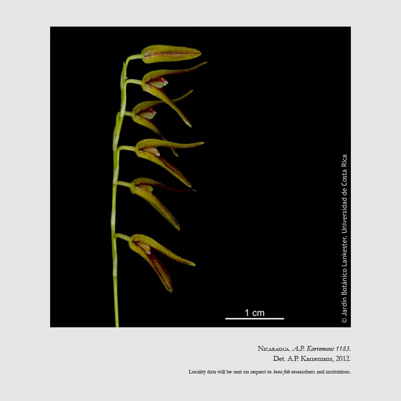 Stelis segoviensis